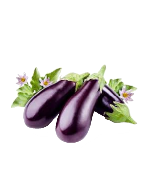Aubergine 1KG (茄子)