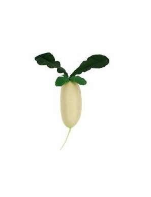 Petit radis blanc 小白萝卜