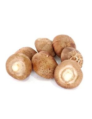Champignon Shiitake 1kg (新鲜香菇)