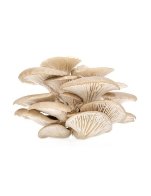 Champignon Pleurote 1kg (平菇)