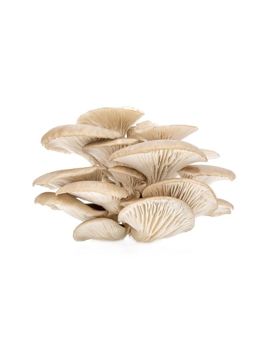 Champignon Pleurote 1kg (平菇)