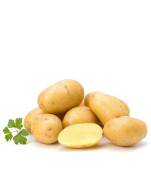 Pomme de terre 1KG (S) ou 10KG (L) (土豆)