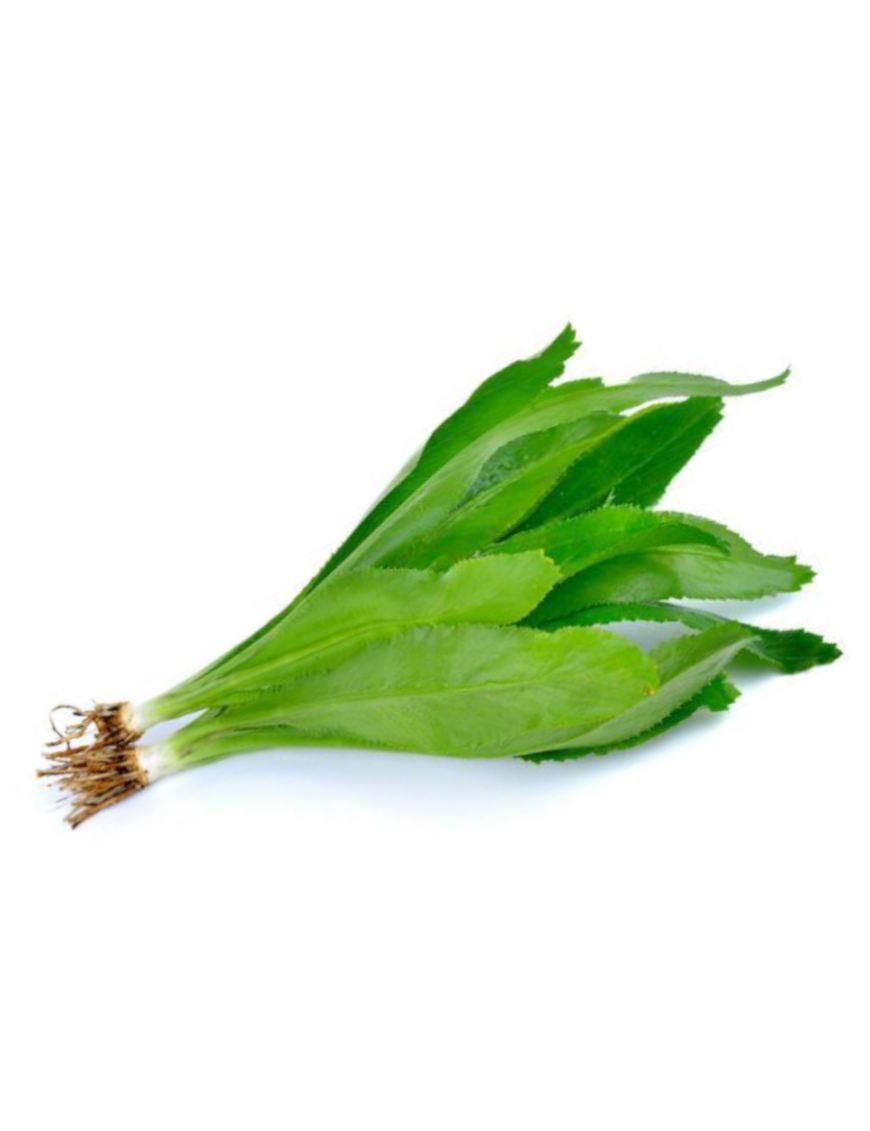 Coriandre Ngo Ghai Eryngo 100g (泰西芫茜)