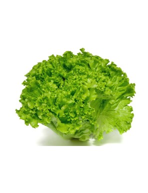 Batavia 1PC (S) ou 12PC (L) (生菜)