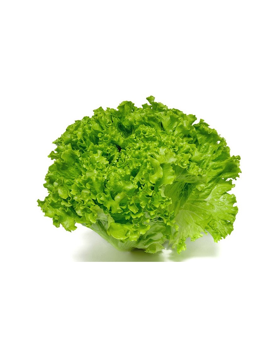 Batavia 1PC (S) ou 12PC (L) (生菜)